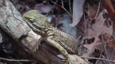 Kahverengi iguana bir ağaç gövdesinde oturuyor