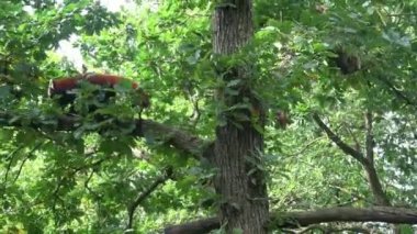 Ağaçta kırmızı panda (Ailurus fulgens). Ormandaki sevimli panda..