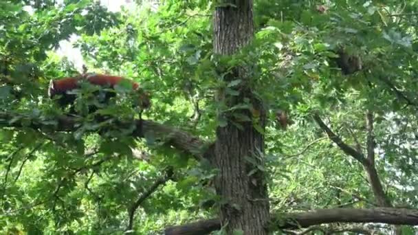 Panda Roșie Ailurus Fulgens Copac Ursul Panda Drăguț Habitatul Forestier — Videoclip de stoc