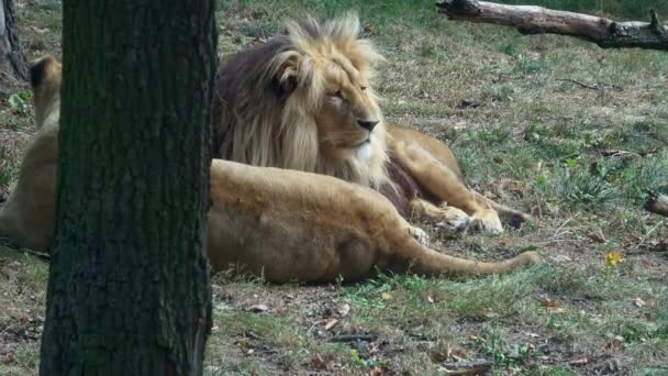 León Leona Descansando Panthera Leo Bleyenberghi — Vídeos de Stock