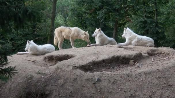 Αρκτικός Λύκος Canis Lupus Arctos Επίσης Γνωστός Λευκός Λύκος Πολικός — Αρχείο Βίντεο