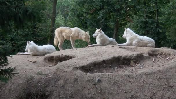 Lupul Arctic Canis Lupus Arctos Cunoscut Sub Numele Lupul Alb — Videoclip de stoc