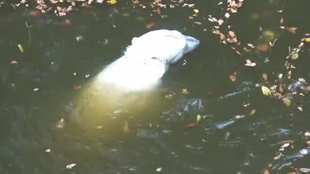 Jegesmedve úszik a vízben (Ursus maritimus)