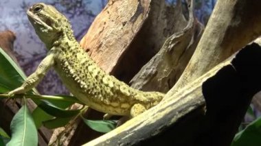 Kahverengi iguana bir ağaç gövdesinde oturuyor