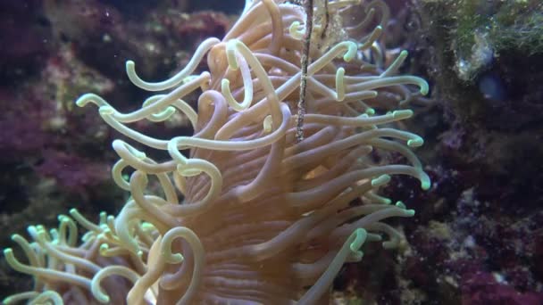 Anémonas Marinas Mostrando Textura Tentáculos — Vídeos de Stock