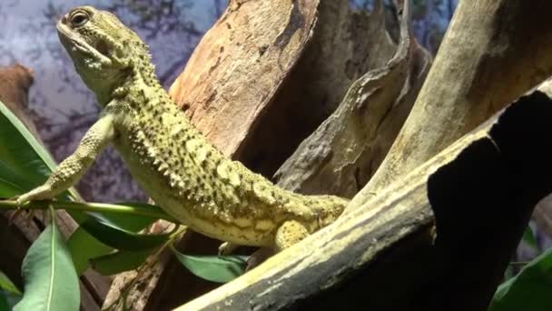 Iguana Marrom Sentado Tronco Árvore — Vídeo de Stock