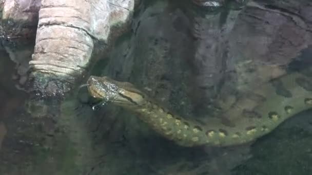 Groene Anaconda Eunectes Murinus Het Water — Stockvideo