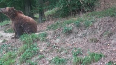 Ormandaki Kamçatka kahverengi ayısı, Ursus arctos beringianus