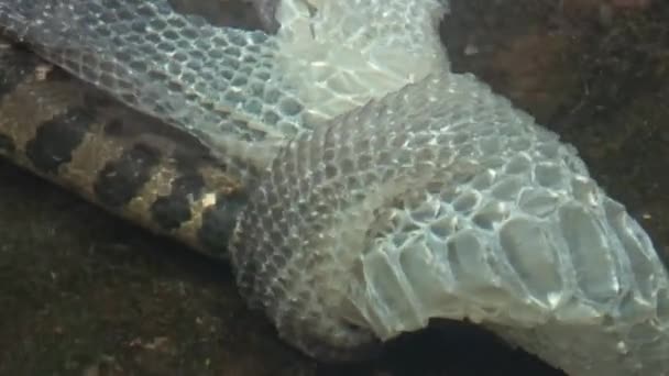 Anaconda Verde Eunectes Murinus Agua Derramamiento Muda Piel Serpiente Escala — Vídeos de Stock