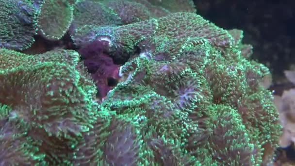 Mořské Sasanky Texturou Chapadly Korál Zářící Dně Hlubokého Moře — Stock video