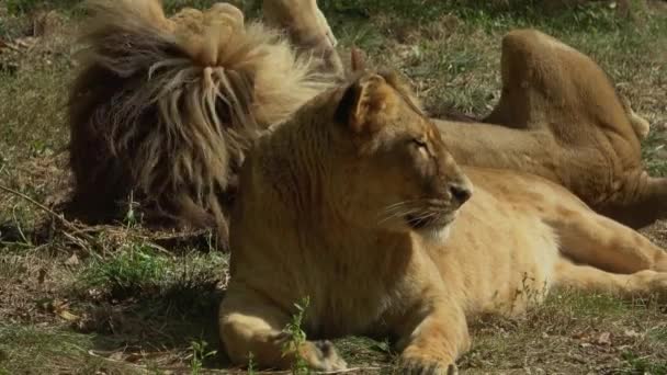 Leão Leoa Descansando Panthera Leo Bleyenberghi — Vídeo de Stock