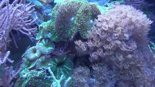 Anêmonas Mar Mostrando Textura Tentáculos — Vídeo de Stock