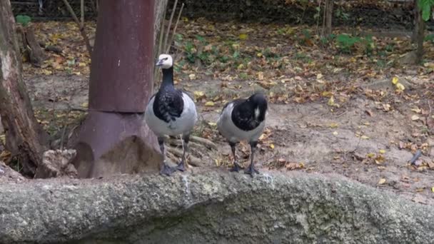 Dvojice Husích Kůzlat Branta Leucopsis — Stock video