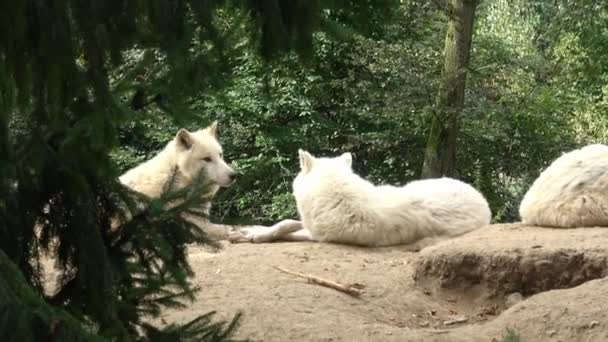 Lupul Arctic Canis Lupus Arctos Cunoscut Sub Numele Lupul Alb — Videoclip de stoc