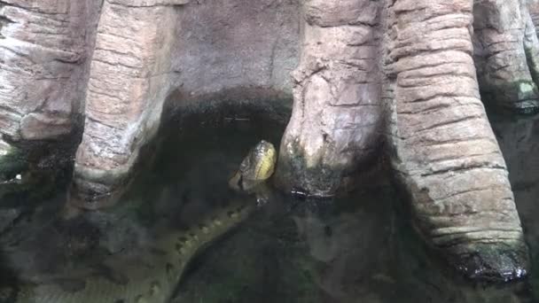 Anaconda Verde Eunectes Murinus Água — Vídeo de Stock