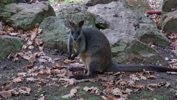 Wallaby Pantano Wallabia Bicolor Pequeño Macropod Marsupial Del Este Australia — Vídeos de Stock