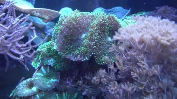 Anemoni Marini Che Mostrano Consistenza Tentacoli — Video Stock