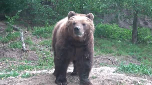Καμτσάτκα Καφέ Αρκούδα Ursus Arctos Beringianus — Αρχείο Βίντεο
