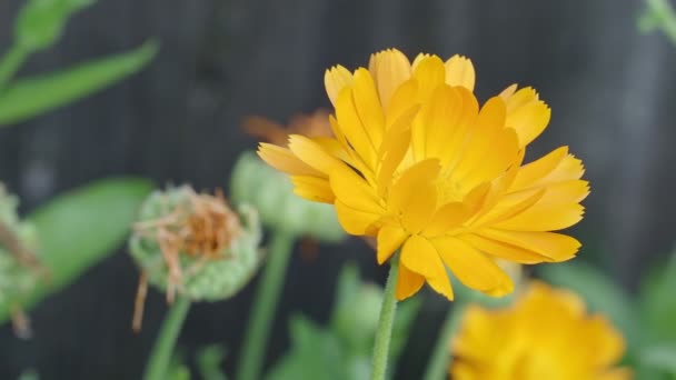 Άνθος Καλέντουλα Calendula Officinalis Κατσαρόλα Κήπος Αγγλική Marigold Κοντινό Πλάνο — Αρχείο Βίντεο