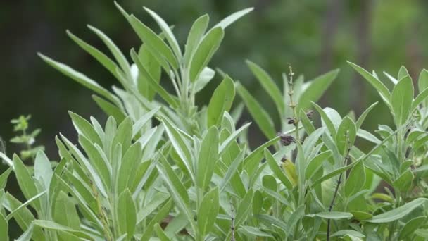 Pianta Salvia Comune Erbe Aromatiche Spezie Salvia Officinalis Giardino — Video Stock