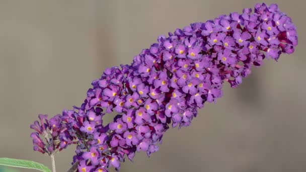 Nahaufnahme Von Buddleia Oder Buddleja Buddleia Davidii Blühen Pflanze Ist — Stockvideo