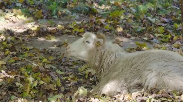 Овцы Домашняя Овца Валлахийская Лежащая Земле Отдыхающая Вид Профиля Изогнутые — стоковое видео