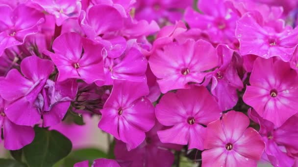 Flores Rojas Flama Phlox Phlox Paniculata — Vídeo de stock