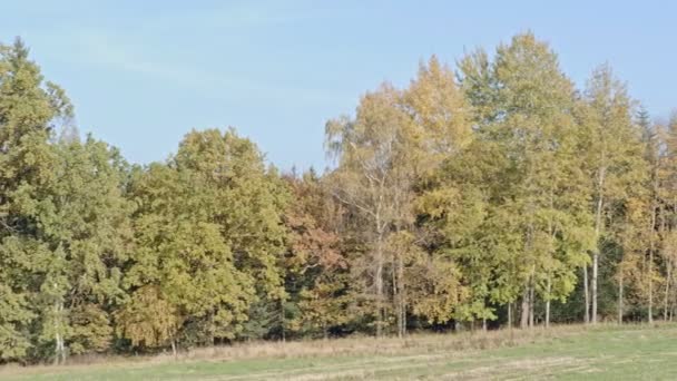 Geniş Yeşil Çayırları Ufukta Yaprak Döken Ağaçları Olan Manzara Manzarası — Stok video