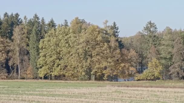 Scenic Landscape Wide Green Grassy Meadow Deciduous Trees Horizon — Stock Video