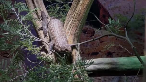 Ящерицы Стволах Деревьев Egernia Stokesovii — стоковое видео