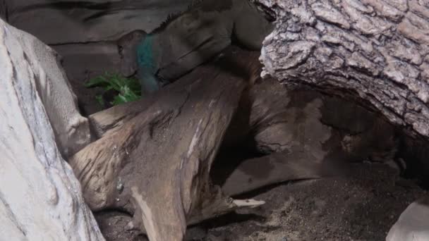 Iguana Goza Uma Deliciosa Salada Iguana Exótica Procura Comida Escondendo — Vídeo de Stock