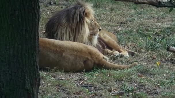 León Leona Descansando Panthera Leo Bleyenberghi — Vídeos de Stock