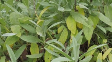 ortak adaçayı bitki, aromatik bitki ve baharat. Ada çayı Bahçe.