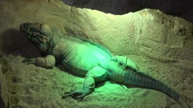 Yaygın iguana dinlenme, tropikal alanlara özgü otobur kertenkele