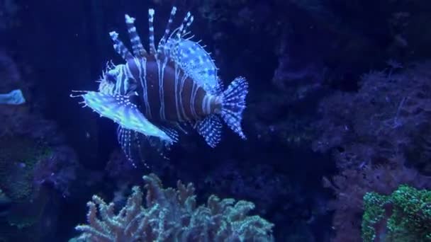 사다새 Common Lionfish Pterois Volcans 지방에 서식하는 어류이다 — 비디오