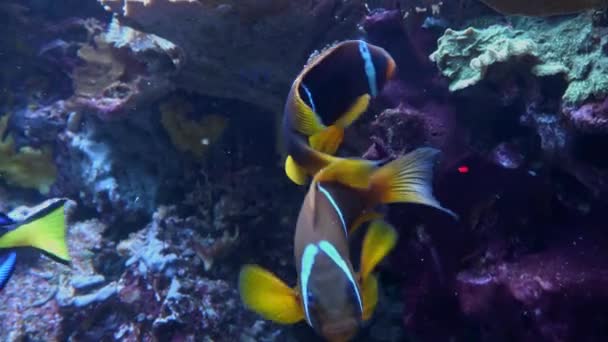 아름다운 색깔의 물고기입니다 산호와 열대어가 아름다운 — 비디오
