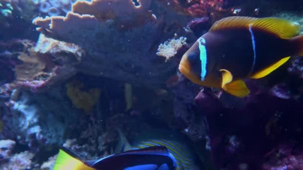Bellissimi Pesci Multicolori Meraviglioso Bellissimo Mondo Sottomarino Con Coralli Pesci — Video Stock