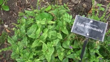Scutellaria lateriflora veya mavi kurukafa yeşil yaprakları. Bitkisel ilaçlar
