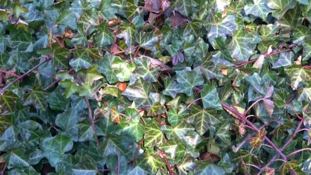 Detail Der Grünen Hedera Helix Blätter Gemeinsame Efeu Bedeckungswand Garten — Stockvideo