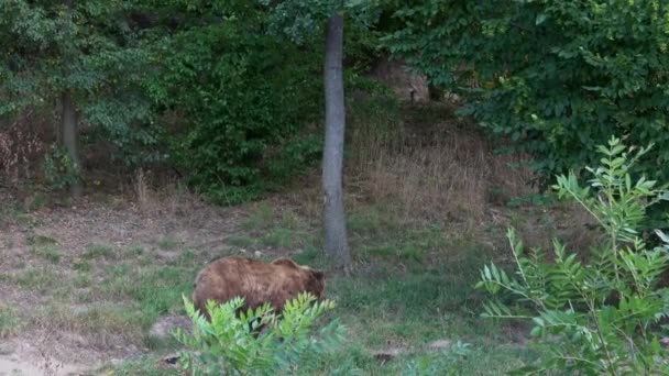 褐色熊が森の中を移動する ウルス アルコス ベリンギウス — ストック動画