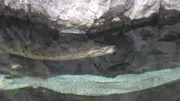 Anaconda Agua Eunectes Murinus Vieja Piel Serpiente Caída — Vídeos de Stock