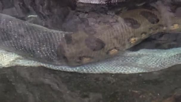 Anaconda Water Eunectes Murinus Old Dropped Snake Skin — Stockvideo