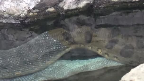 Anaconda Στο Νερό Eunectes Murinus Παλιά Έπεσε Δέρμα Φιδιού — Αρχείο Βίντεο