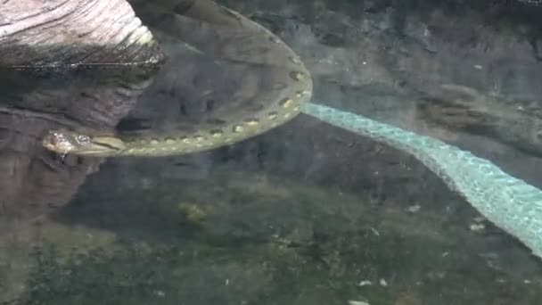 Anaconda Agua Eunectes Murinus Vieja Piel Serpiente Caída — Vídeos de Stock