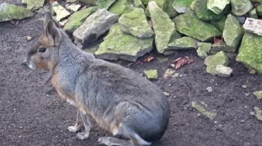 Patagonya Mara 'sı, Dolikotis patagonum, oturuyor ve dinleniyor, tehlikeyi bekliyor.