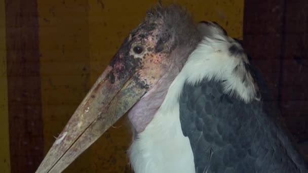 Portret Bociana Marabuskiego Leptoptilos Crumenifer — Wideo stockowe