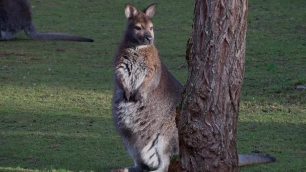 Kırmızı Boyunlu Bir Valabiye Yakın Çekim Macropus Rufogriseus — Stok video