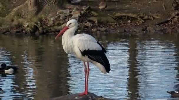 Stork Ciconia Ciconia Standing Rock — Vídeo de Stock