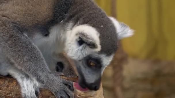 Hoofdfoto Van Een Ringstaartmaki Lemur Catta — Stockvideo