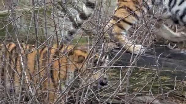 Siberische Tijger Panthera Tigris Altaica — Stockvideo